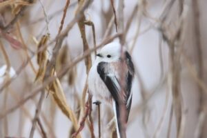 シマエナガ2025年3月17日