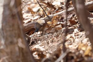 シロハラ2025年3月30日1地面の落ち葉をひっくり返す