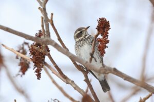 ツグミ2025年3月23日