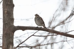 ツグミ2025年3月30日