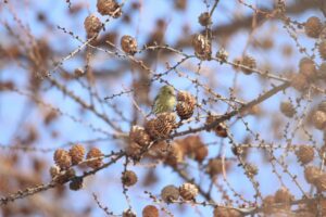 マヒワ雌2025年3月9日