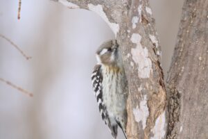 コゲラ2025年3月8日