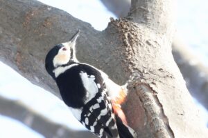 アカゲラ雌2025年3月2日