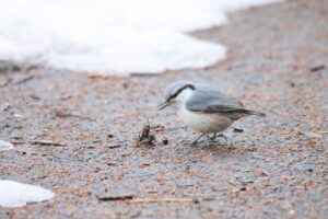 ゴジュウカラ2025年3月23日