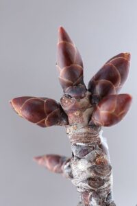 エゾヤマザクラ冬芽2025年3月9日