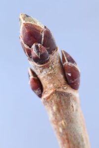 イタヤカエデ冬芽2025年3月9日