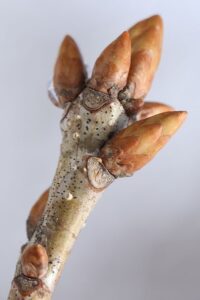 ミズナラ冬芽2025年3月9日