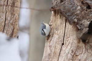 ゴジュウカラ2025年3月2日