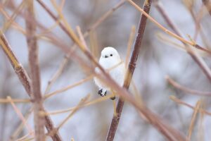 シマエナガ2025年3月2日