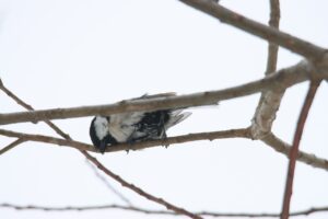 シジュウカラ2025年3月17日