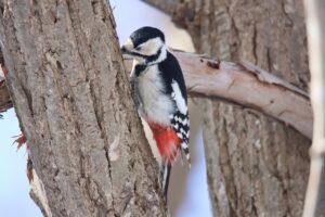 アカゲラ雌2025年3月17日