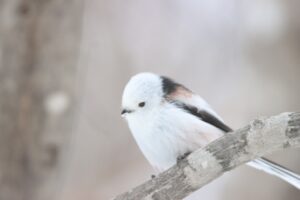 シマエナガ2025年3月23日