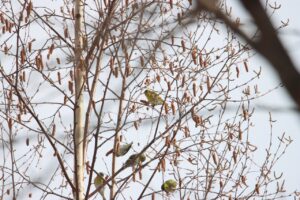 マヒワ2025年3月2日