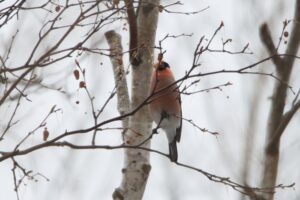 ウソ2025年3月23日亜種アカウソ雄