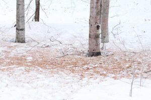 マヒワ2025年3月30日4地面に落ちたシラカンバ種子の食べかす