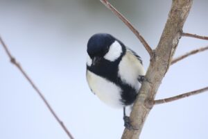 シジュウカラ2025年3月9日