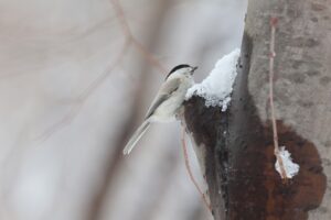 ハシブトガラ2025年3月30日