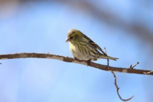 マヒワ2025年3月30日2雌1羽
