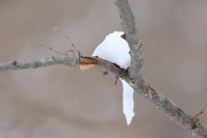 シマエナガのような雪の塊2025年3月17日