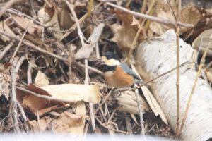 ヤマガラ2025年3月9日