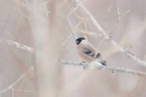 ウソ2025年3月23日雌