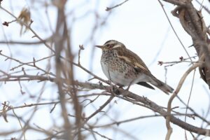 ツグミ2025年3月17日