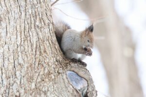 エゾリス2025年3月23日1オニグルミの実を食べる