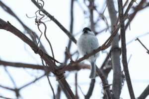 ハシブトガラ2025年3月17日
