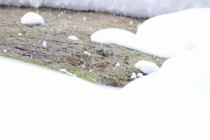 アトリ2025年3月17日