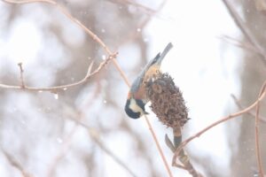 ヤマガラ2025年3月2日ホオノキの種子を食べに来た