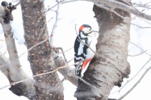 アカゲラ2025年3月17日雄