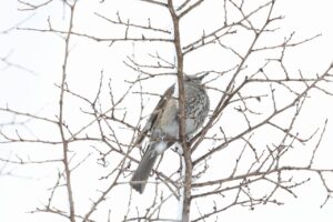 ヒヨドリ2025年3月30日