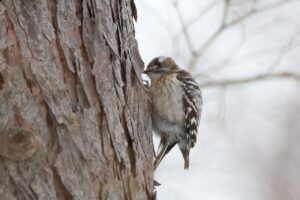 コゲラ2025年3月23日