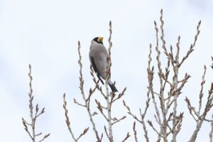 イカル2025年3月23日ポプラにとまる