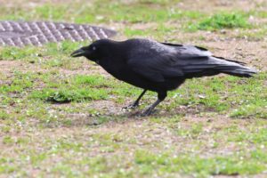 ハシボソガラス2025年4月27日