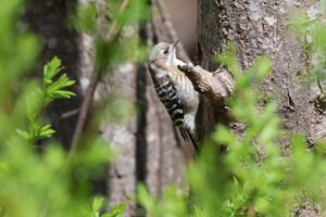 コゲラ2025年4月27日