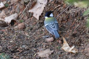 シジュウカラ2025年4月13日