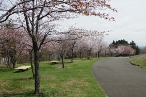 2025年4月30日桜の開花状況 (新桜並木)