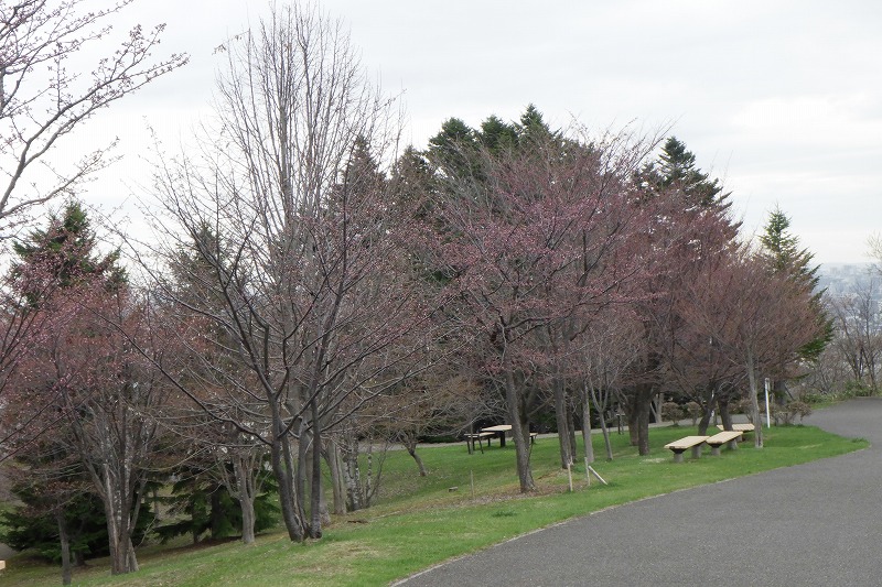 025年4月24日桜の状況（新桜並木） (3)