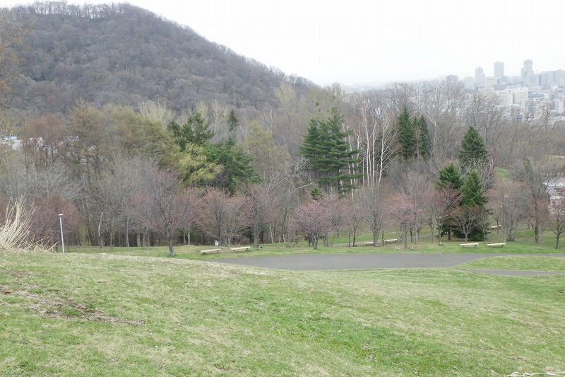 2025年4月24日桜の状況（新桜並木） (4)