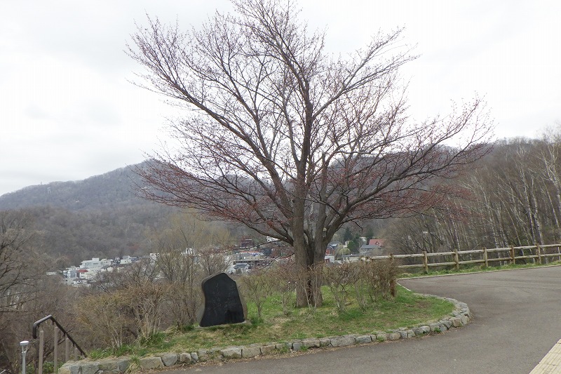 2025年4月24日桜の状況（展望台一本桜）