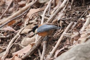 ヤマガラ2025年4月6日