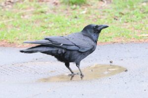 ハシボソガラス2025年4月20日