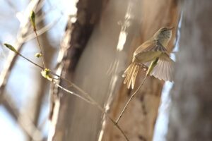 ウグイス2025年4月27日