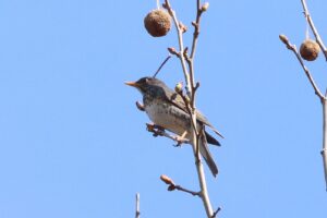 クロツグミ2025年4月27日プラタナスの木で囀り