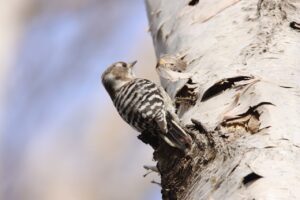 コゲラ2025年4月20日