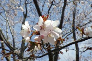 2025年4月30日桜の開花状況(新桜並木の花のアップ)