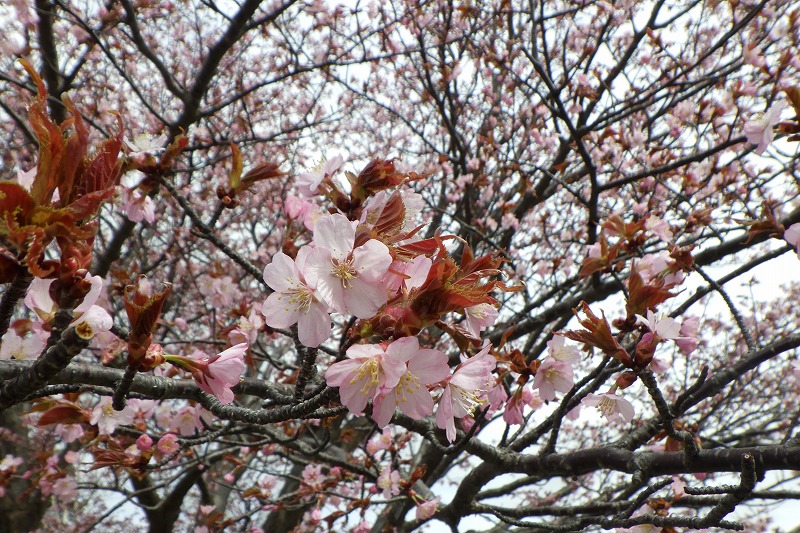 2025年4月27日桜の状況 (展望台の一本桜花のアップ)1