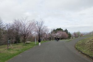2025年4月27日桜の状況 (新桜並木)