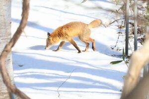 キタキツネ2025年4月6日